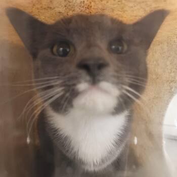 Minnow -  Domestic Short Hair Cat for Adoption in Philadelphia, Pennsylvania - Minnow | PetCurious