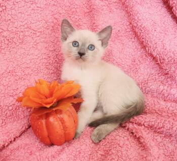 Pinky -  Siamese Cat for Adoption in St. Augustine, Florida - Pinky | PetCurious