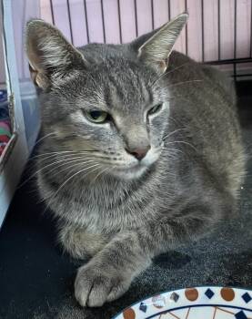 Rescue Domestic Short Hair Cats for Adoption in Port Washington, Wisconsin - Pearl | PetCurious