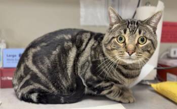 King -  Domestic Short Hair Cat for Adoption in Bemidji, Minnesota - King | PetCurious