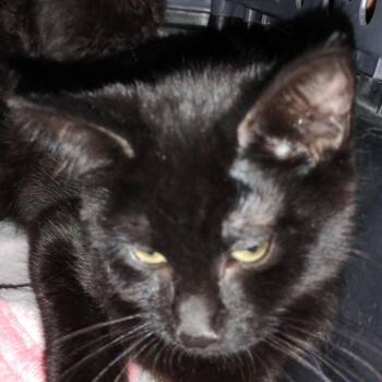 Ashley -  Domestic Medium Hair and Domestic Short Hair Cat for Adoption in Grantsville, Utah - Ashley | PetCurious