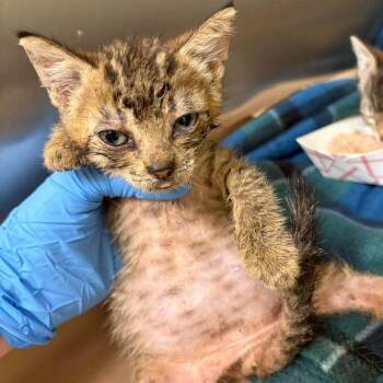 Domestic Short Hair Cats Available for Adoption in Bastrop, Texas - Saki 26-05-185 | PetCurious