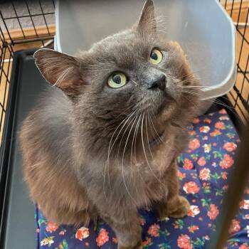 Louie -  Domestic Long Hair Cat for Adoption in Morgan Hill, California - Louie | PetCurious