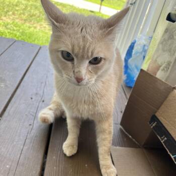 Slime -  Domestic Short Hair Cat for Adoption in Greensboro, North Carolina - Slime | PetCurious