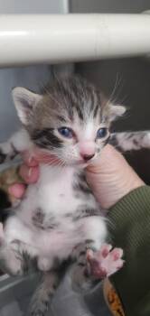 Gizmo PA -  Domestic Short Hair Cat for Adoption in Denham Springs, Louisiana - Gizmo PA | PetCurious