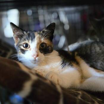 Molly -  Calico and Domestic Short Hair Cat for Adoption in Knoxville, Tennessee - Molly | PetCurious