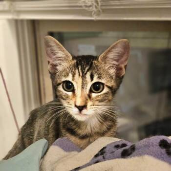 Rescue Domestic Short Hair Cats for Adoption in New Braunfels, Texas - Royal (Maze Runner) | PetCurious