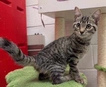Lakeland -  Domestic Short Hair Cat for Adoption in Smithfield, North Carolina - Lakeland | PetCurious