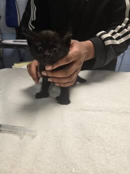 Extra Toes Cat Hemingway Polydactyl Cats Available for Adoption in Detroit, Michigan - Schroeder | PetCurious
