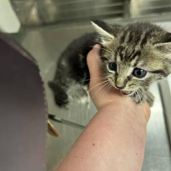 Lilo -  Domestic Short Hair Cat for Adoption in Ottawa, Kansas - Lilo | PetCurious