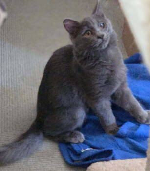 Rescue Domestic Long Hair Cats for Adoption in Broomall, Pennsylvania - Leela | PetCurious