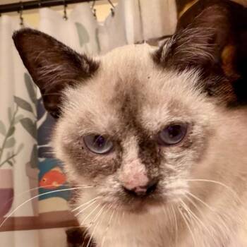 Snowshoe Cats Available for Adoption in Boerne, Texas - Greetings & Felicitations | PetCurious