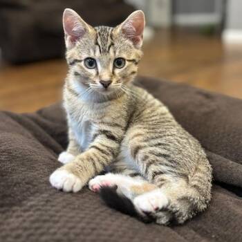 Rescue Domestic Short Hair Cats for Adoption in Springfield, Missouri - Bert | PetCurious