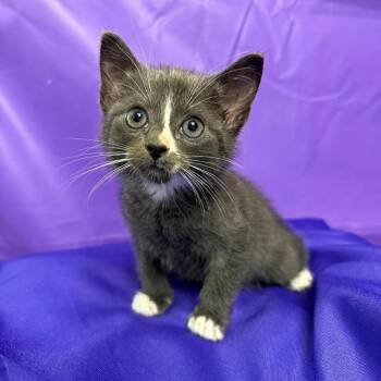 Ludwig -  Domestic Medium Hair Cat for Adoption in North Myrtle Beach, South Carolina - Ludwig | PetCurious