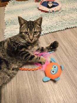 Tabby Cats Available for Adoption - Sammy And Sarah | PetCurious