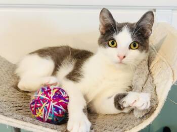 Domestic Short Hair Cats Available for Adoption - Hiccup | PetCurious