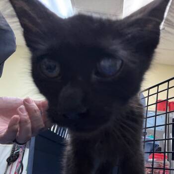 Rescue Domestic Short Hair Cats for Adoption in Galveston, Texas - Mister | PetCurious