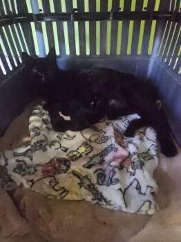 Domestic Short Hair Cats Available for Adoption in Town 