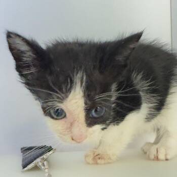 Zoey -  Domestic Short Hair Cat for Adoption in Franklin, North Carolina - Zoey | PetCurious