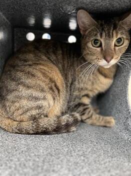Domestic Short Hair Cats Available for Adoption in Dallas, Texas - AGGIE | PetCurious
