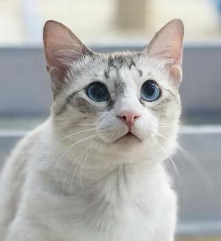 Alexander - STUNNING Siamese angel - VIDEOS - EMERGENCY DOHA KIT -  Siamese and Snowshoe Cat for Adoption in Bedford Hills, New York - Alexander - STUNNING Siamese Angel - VIDEOS - EMERGENCY DOHA KIT | PetCurious