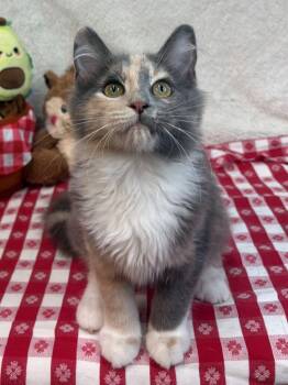 261201 Wanda -  Domestic Medium Hair Cat for Adoption in Wetumpka, Alabama - 261201 Wanda | PetCurious