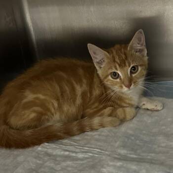 Claratin -  Domestic Short Hair Cat for Adoption in Corbin, Kentucky - Claratin | PetCurious