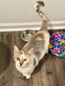 Daphne -  Domestic Short Hair Cat for Adoption in Augusta, Georgia - Daphne | PetCurious
