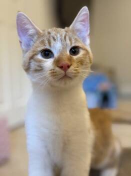 Domestic Short Hair Cats Available for Adoption - Buddy | PetCurious