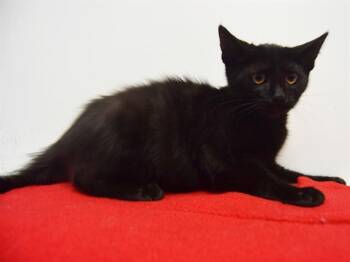 Rescue Domestic Medium Hair Cats for Adoption in Sacramento, California - SHADOW 11 | PetCurious