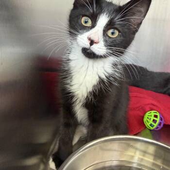 Star -  Domestic Short Hair Cat for Adoption in Wantagh, New York - Star | PetCurious
