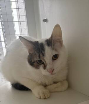 Domestic Short Hair Cats Available for Adoption - X | PetCurious