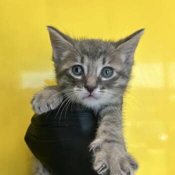 Domestic Short Hair Cats Available for Adoption in Abilene, Texas - Map | PetCurious