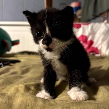 Domestic Short Hair Cats Available for Adoption in Long Beach, California - Mark | PetCurious