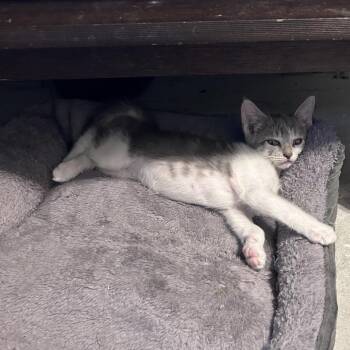 Ziggy -  Domestic Short Hair Cat for Adoption in Wichita, Kansas - Ziggy | PetCurious