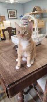 Tabby Cats Available for Adoption - Cat 27503 ( Ferdinand) | PetCurious