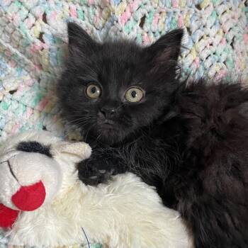 Hilda -  Domestic Short Hair Cat for Adoption in Waldorf, Maryland - Hilda | PetCurious