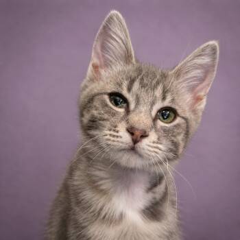 Domestic Short Hair Cats Available for Adoption in Pontiac, Michigan - Sutton | PetCurious