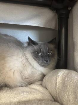 Siamese Cats Available for Adoption in Kalamazoo, Michigan - COVINGTON | PetCurious