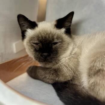 Gregory -  Domestic Short Hair Cat for Adoption in Glenwood Springs, Colorado - Gregory | PetCurious