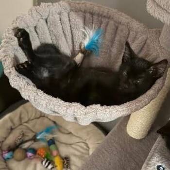 Pea Woo C12537 -  Domestic Short Hair Cat for Adoption - Pea Woo C12537 | PetCurious