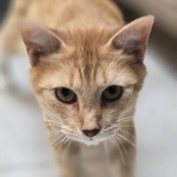 TaTa -  Domestic Short Hair Cat for Adoption in Newport, North Carolina - TaTa | PetCurious