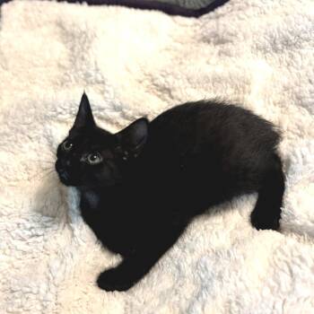 Domestic Short Hair Cats Available for Adoption in Fort Worth, Texas - Blair | PetCurious