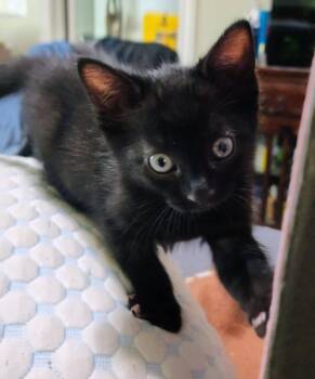Demerara -  Domestic Short Hair Cat for Adoption in Fruit Heights, Utah - Demerara | PetCurious