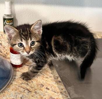 Coleslaw -  Domestic Short Hair Cat for Adoption in Peru, New York - Coleslaw | PetCurious