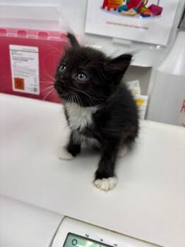 Rescue Domestic Short Hair Cats for Adoption in El Paso, Texas - Ritz | PetCurious