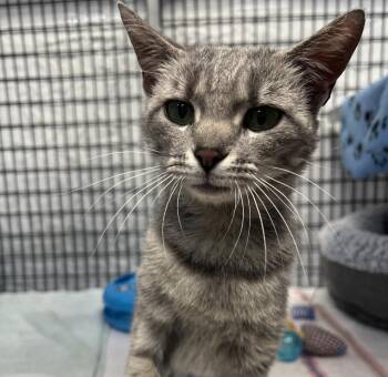 Carbink -  Domestic Short Hair Cat for Adoption in Raleigh, North Carolina - Carbink | PetCurious