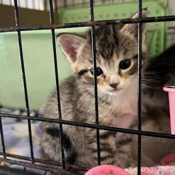 Perl -  Domestic Short Hair Cat for Adoption in Blairsville, Georgia - Perl | PetCurious