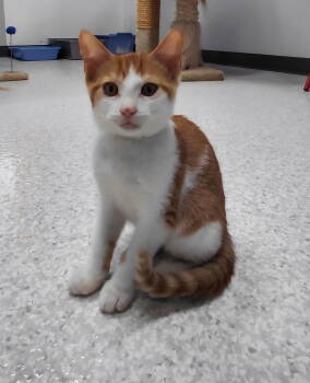 Rescue Domestic Short Hair Cats for Adoption in Montello, Wisconsin - Elvis | PetCurious