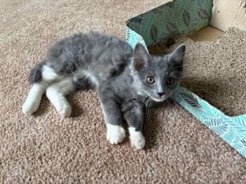 Koala Gi -  Domestic Medium Hair Cat for Adoption in West Peoria, Illinois - Koala Gi | PetCurious